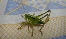 我家的蝈蝈
