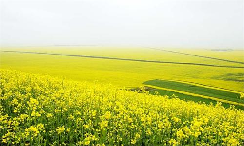 心中的油菜田