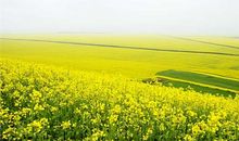 心中的油菜花田