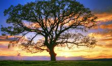 一棵枯树的诉说