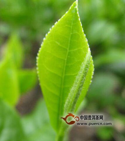 叶子的自述文件
