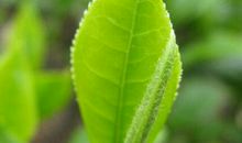 一片叶子的自述