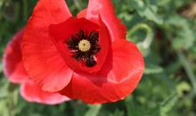 是花儿总会绽放