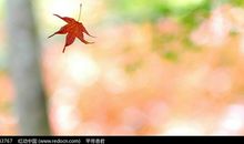 假如我是一片枫叶