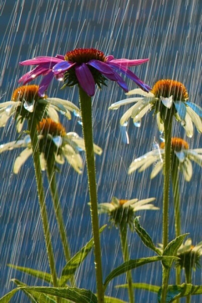 在暴风雨中跳舞