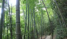 只是因为一片竹林