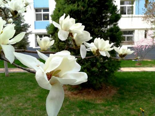 听“花”