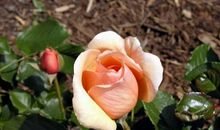 自以为是的玫瑰花