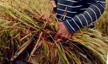 又是一年收获时