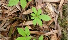 两株草两个态度