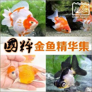 金鱼很有趣