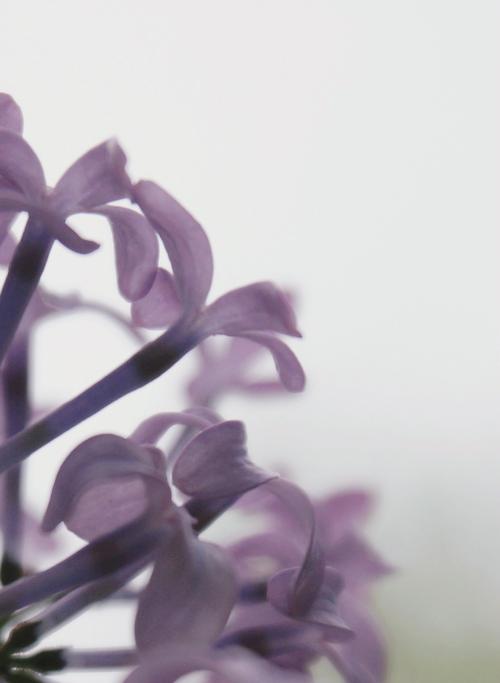 校园里的丁香花