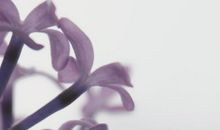 校园里的丁香花