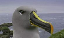 我是一只信天翁