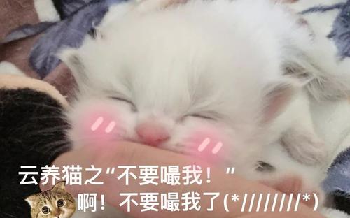 猫饲养