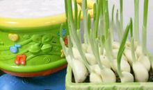 蒜苗的观察日记