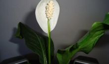 友谊之花的盛开