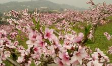 家乡迷人的桃花