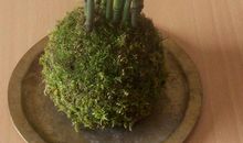 我发现了苔藓的美