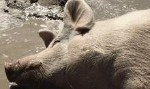 读《笑猫故事—一头灵魂出窍的猪》有感