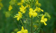 盛放吧，精神之花