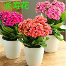 探索农历新年花卉市场