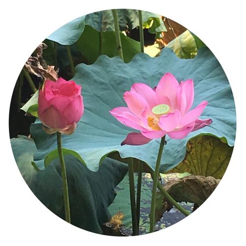 暑假到西湖
