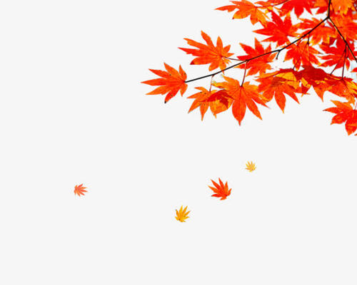 秋天的枫叶
