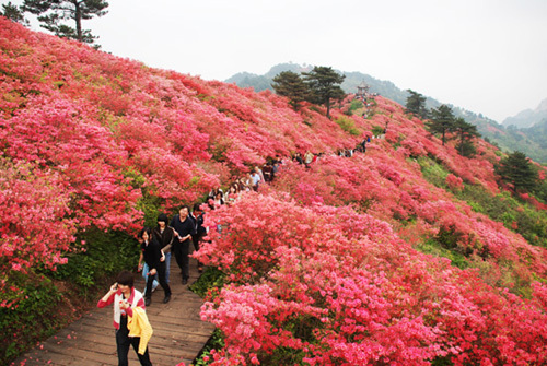 杜鹃花盛开