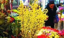 探访“年宵花市”