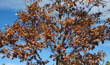 我家旁边的小树林