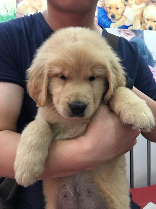 我的金毛寻回犬