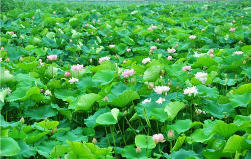 荷花池