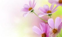 人间处处是真情