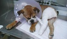 我和我家的小狗