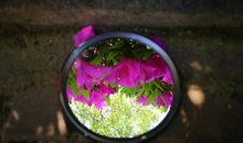 我听见了春天绽放的声音