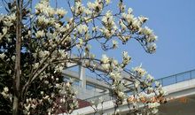 校园里的玉兰花