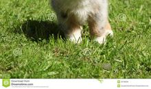 可爱的小狗土豆