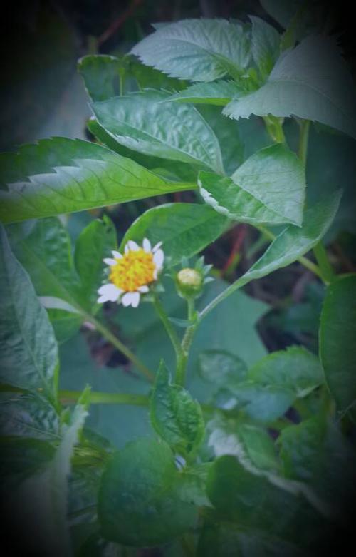 盯着一朵花
