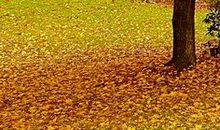 心是一棵会开花的树