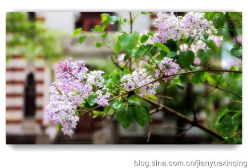 张明，一个装满丁香花的校园调皮人