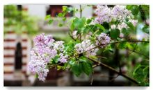 开满丁香花的校园作文人物淘气包张明