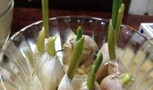 观察水培大蒜日记