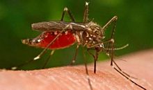 我发现了蚊子的秘密