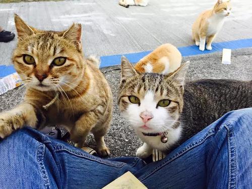 自白的小猫