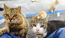 一只小猫的自白