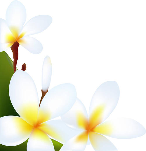 素馨花