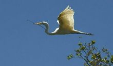 鸟儿筑巢的启示