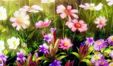 那些被忽略的花