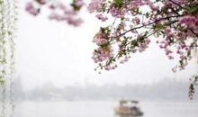 雨中的朦胧之美